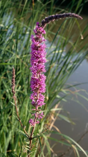 Loosestrife Wallpaper Screenshot 1