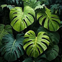 Plants Wallpaper