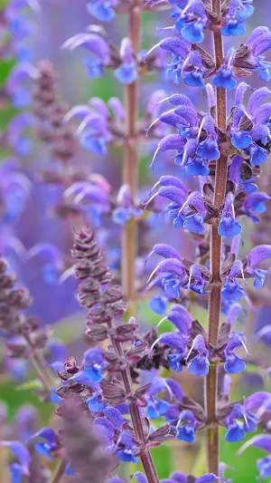 Perennial Sage Wallpaper Screenshot 3