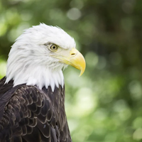 Eagle Sound Effects