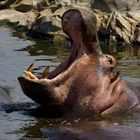How God Saved Me From Hippos