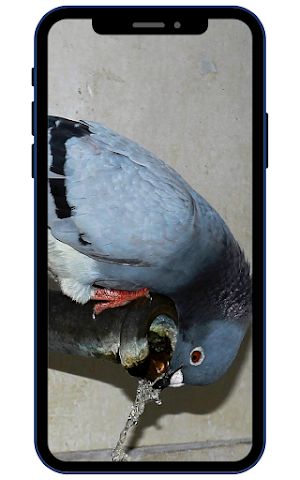 Pigeon Wallpapers Screenshot 3