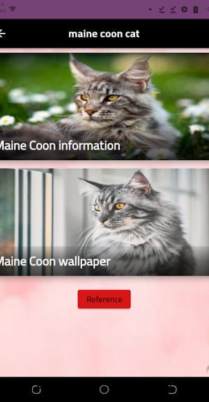 maine coon cat Screenshot 2