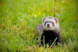 Ferret wallpapers Screenshot 0