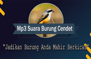 Suara Burung Cendet Betina Offline Screenshot 0