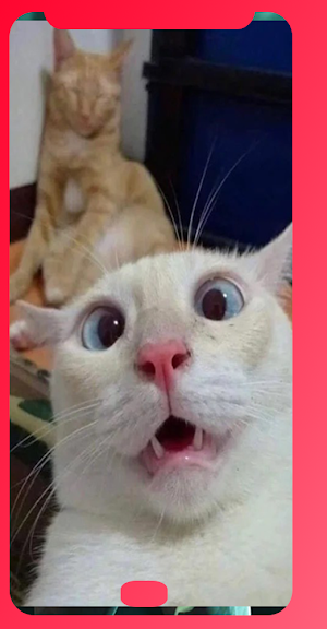 CAT wallpap Screenshot 0