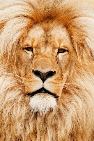 Lions Wallpapers Screenshot 1