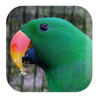 Parrot Sounds