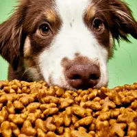 Pet Food Recipes
