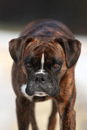 Boxer Dogs Wallpapers Screenshot 1