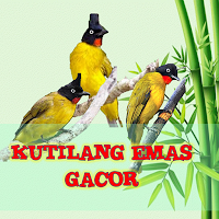 KICAU KUTILANG EMAS JANTAN