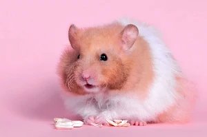 Hamster Wallpapers Screenshot 1