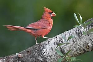 Northern Cardinal Wallpapers Screenshot 1