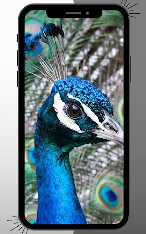 Peacock Wallpaper Screenshot 0