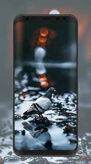 Pigeon Wallpaper Screenshot 0