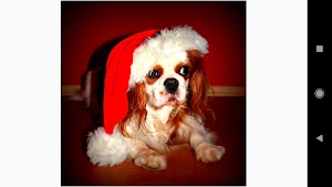 Christmas Dog Wallpapers Screenshot 0