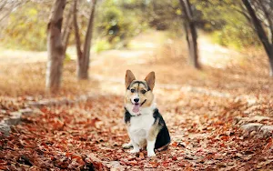 Corgi Dog Wallpapers Screenshot 1