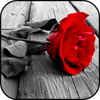 Red Rose Lock Screen Wallpaper