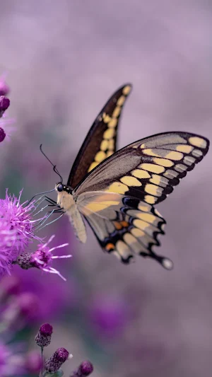 Butterfly Wallpaper Screenshot 0