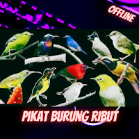 Pikat Burung Ribut Offline