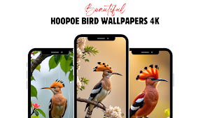 Hoopoe Bird Wallpaper Screenshot 0