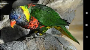 Colorful Parrot Backgrounds Screenshot 1
