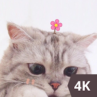 Cute Cat Wallpaper HD 4K