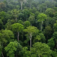 Jungle Gambar