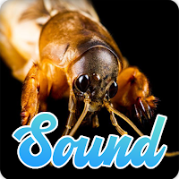 Mole Cricket Sounds Effect