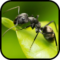 Ant Wallpapers