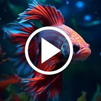 Betta Fish Video Wallpapers