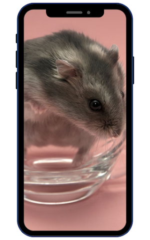 Hamster Wallpapers Screenshot 2