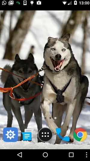 siberian husky wallpaper Screenshot 1