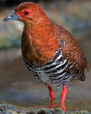 Red-legged Crake bird Sounds ~ Screenshot 0