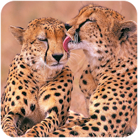 Cheetah Wallpapers
