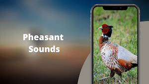 Pheasant Sounds Screenshot 0