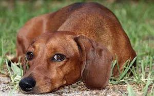 Dachshund Dog Wallpapers Screenshot 1