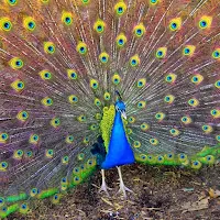 Peacock Wallpaper HD - group 1