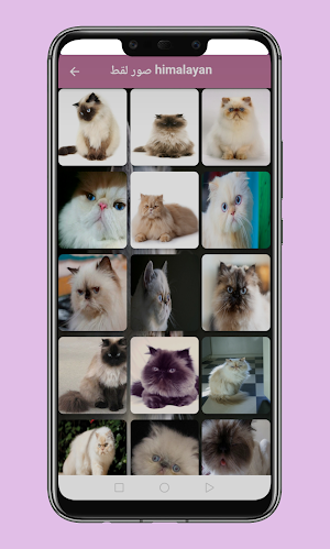 himalayan cat Screenshot 1