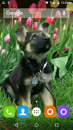 German Shepherd Dog Wallpaper Screenshot 2