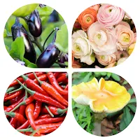 Plants Trivia