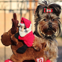 Christmas Dog Wallpapers