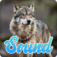 Gray Wolf Sounds Effect