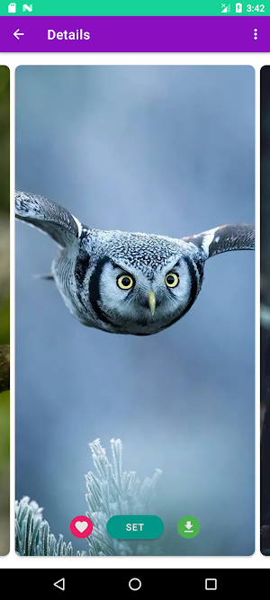 Owl Wallpapers 4K Screenshot 2