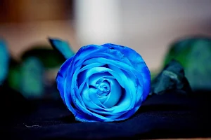 Blue roses wallpapers Screenshot 1