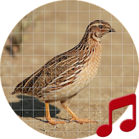 Quail Sounds ~ Sboard.pro