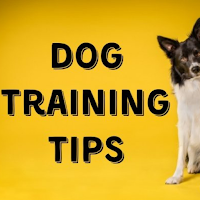 Dog Training Tips