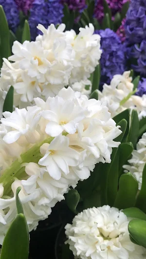 Hyacinth Wallpapers Screenshot 2