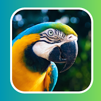 Animal Ringtones Offline