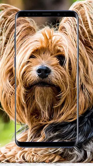 Yorkshire Terrier Wallpaper Screenshot 0